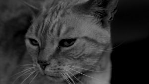 jorge-barakutanga-no-quise-ser-infiel-behid-the-scenes-2017-videoclip (14)